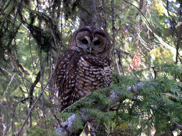 Threatened northern spotted owl (Strix occidentalis caurina)