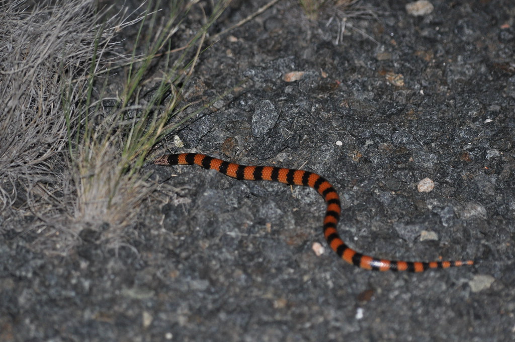 Desert Banded Snake (Simoselaps Bertholdi) | Simoselaps Is A… | Flickr