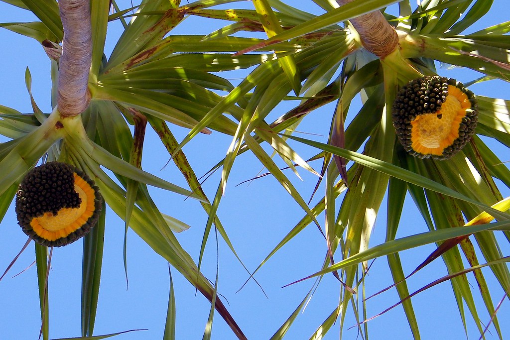 Palm tree seed pods Hillsborough Inlet, Florida Alan Kotok Flickr