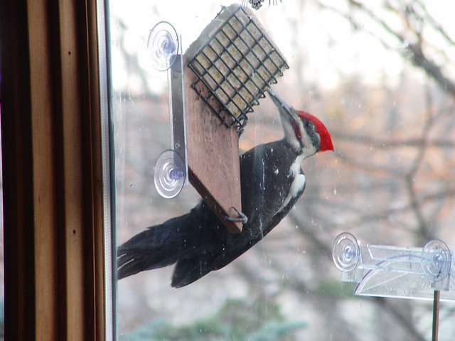 Pileated Woodpecker at window feeder