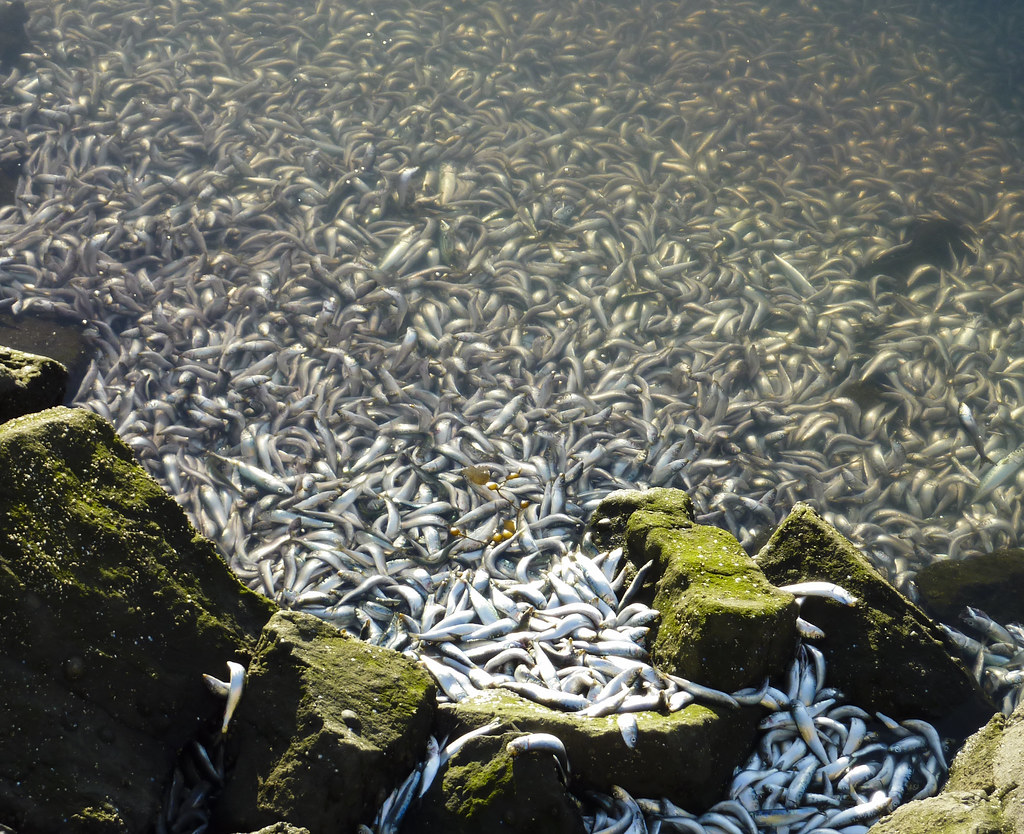 millions-of-dead-fish-sinking-to-the-bottom-fish-kill-redo-flickr