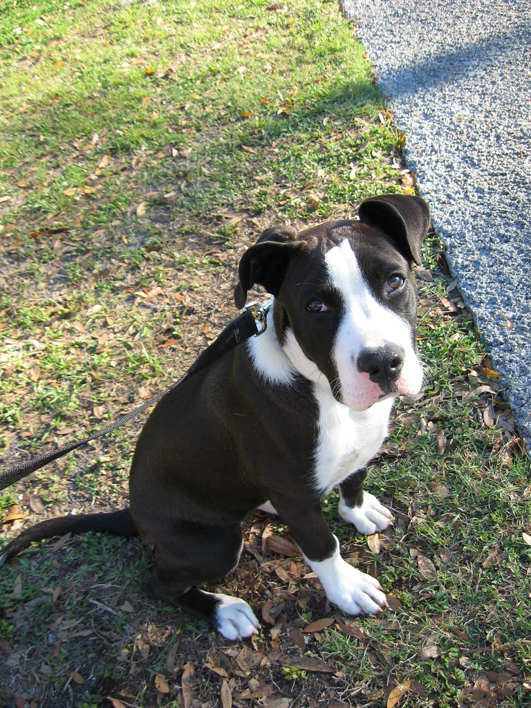 Hera, a Black & White Boxer Mix Breed Puppy | My Little Girl… | Flickr