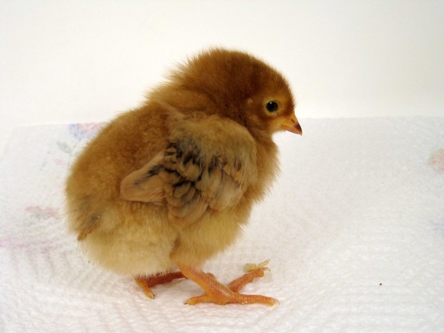 Rhoda or Matilda as a chick