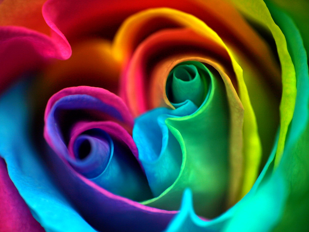 Rosa Multiamor - Rainbow Rose | Explore 17 Feb 2011 #363 Ros… | Flickr