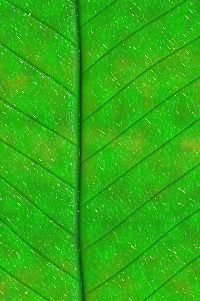 Green Leaf iPhone Background | Show your digital green ...