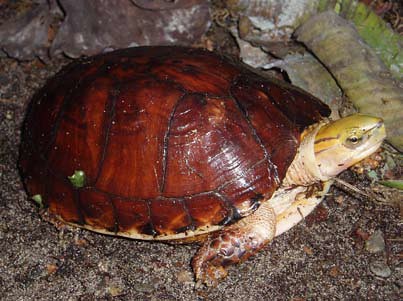 McCord’s Box Turtle (Cuora mccordi) © Torsten Blanck | Flickr