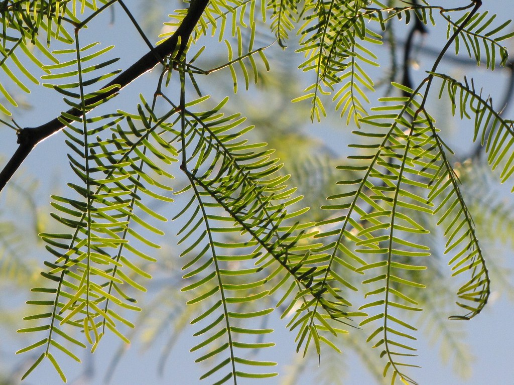 Mesquite Tree Leaves | Casa Grande, Arizona | Washigal57 | Flickr