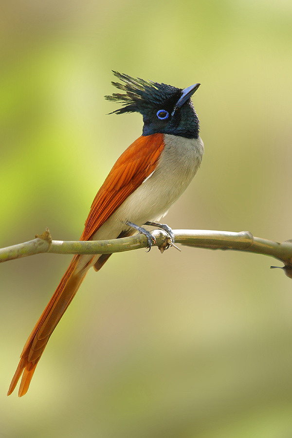 The Asian Paradise Flycatcher Terpsiphone Paradisi Flickr