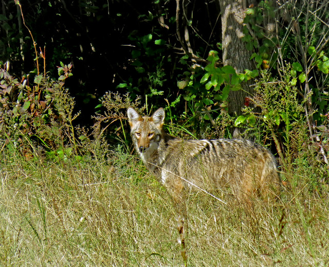 Coyote along the Miller Auto Tour