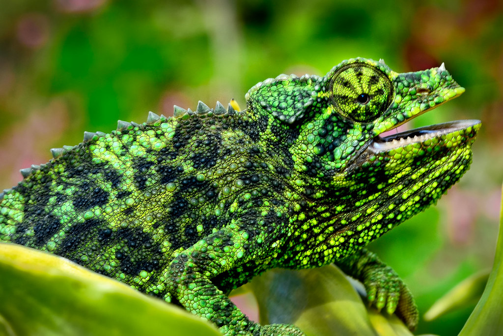 Angry Female Jackson Chameleon | EXPLORED!! | Brent | Flickr