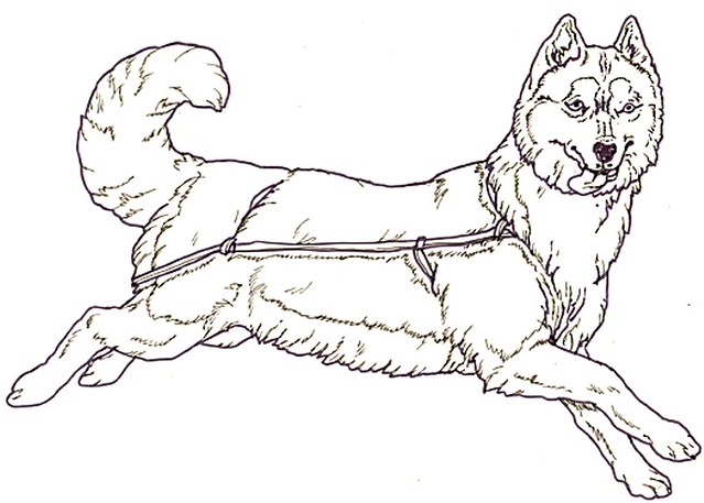 baby husky coloring pages to print - photo #30