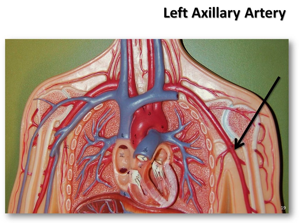 Left axillary artery - The Anatomy of the Arteries Visual … | Flickr
