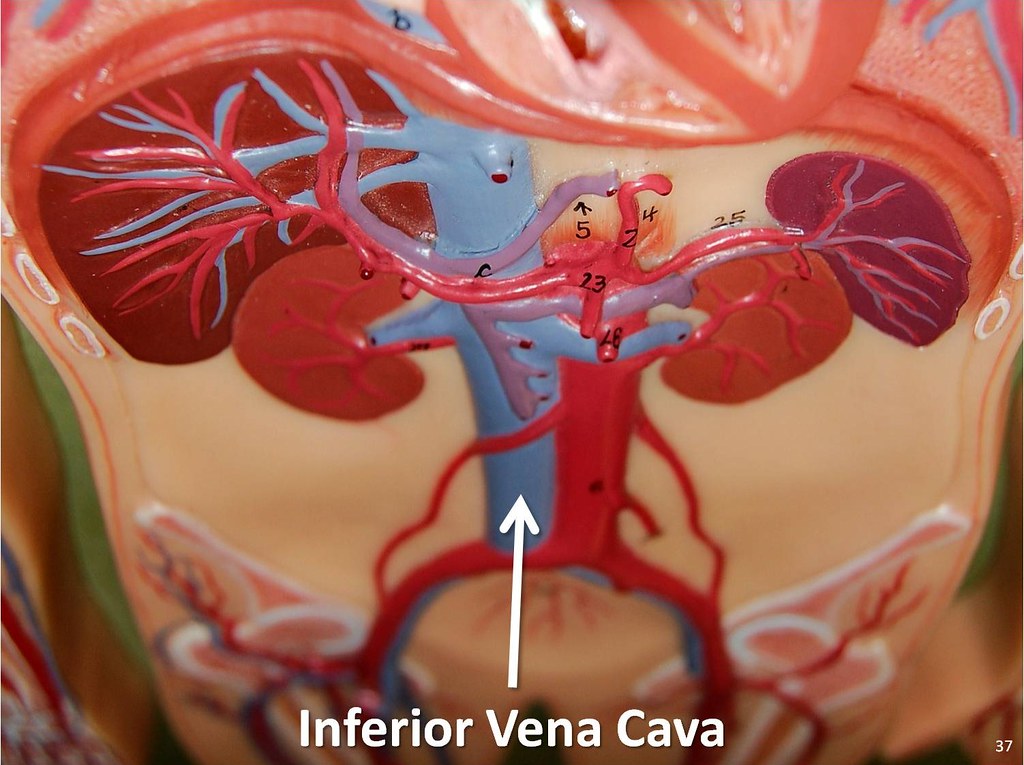 inferior-vena-cava-the-anatomy-of-the-veins-visual-guide-flickr