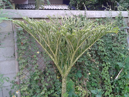 Amorphophallus yunnanensis Engl. Araceae-voodoo lily, บุก, บุกด่าง