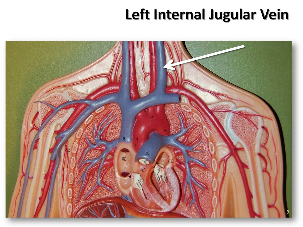 Left internal jugular vein - The Anatomy of the Veins Visu… | Flickr