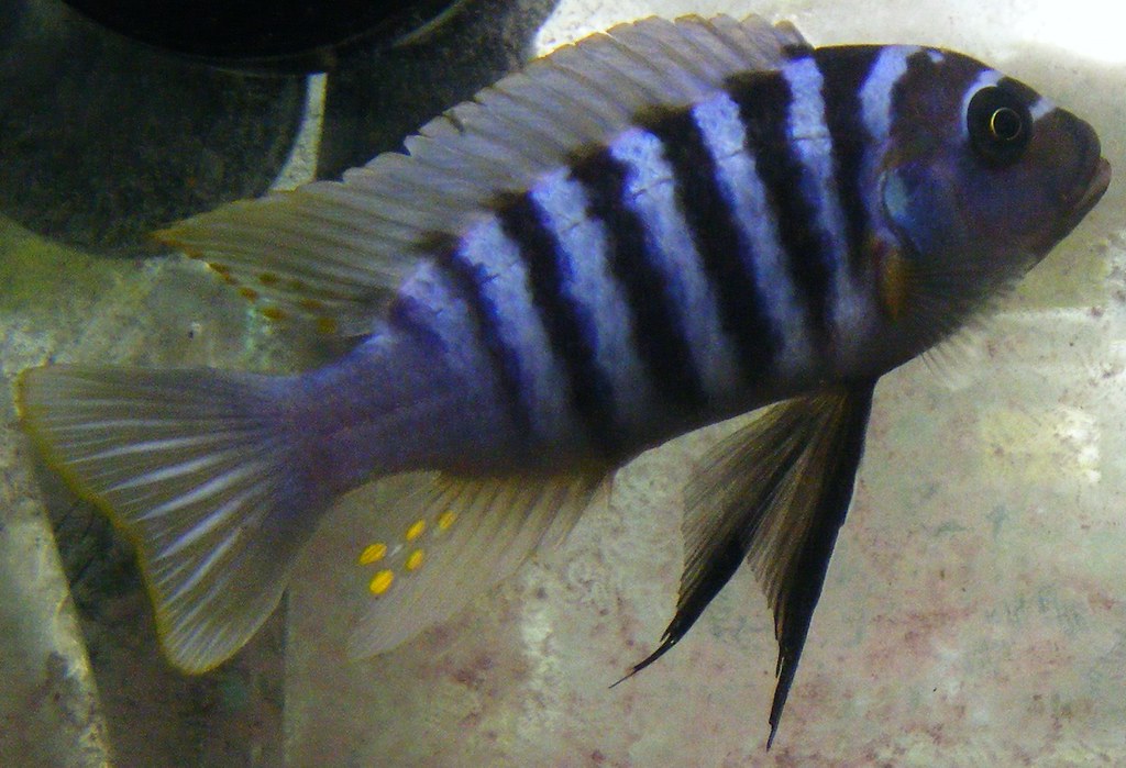 Pseudotropheus zebra | wild caught male from Nkhata Bay | Alexandra ...