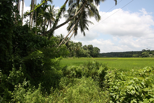 Kerala scenery