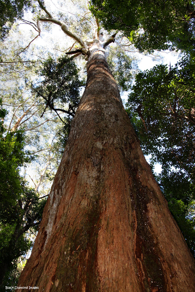 Tree No. 4 'Benaroon' - Eucalyptus pilularis (Blackbutt) -… | Flickr