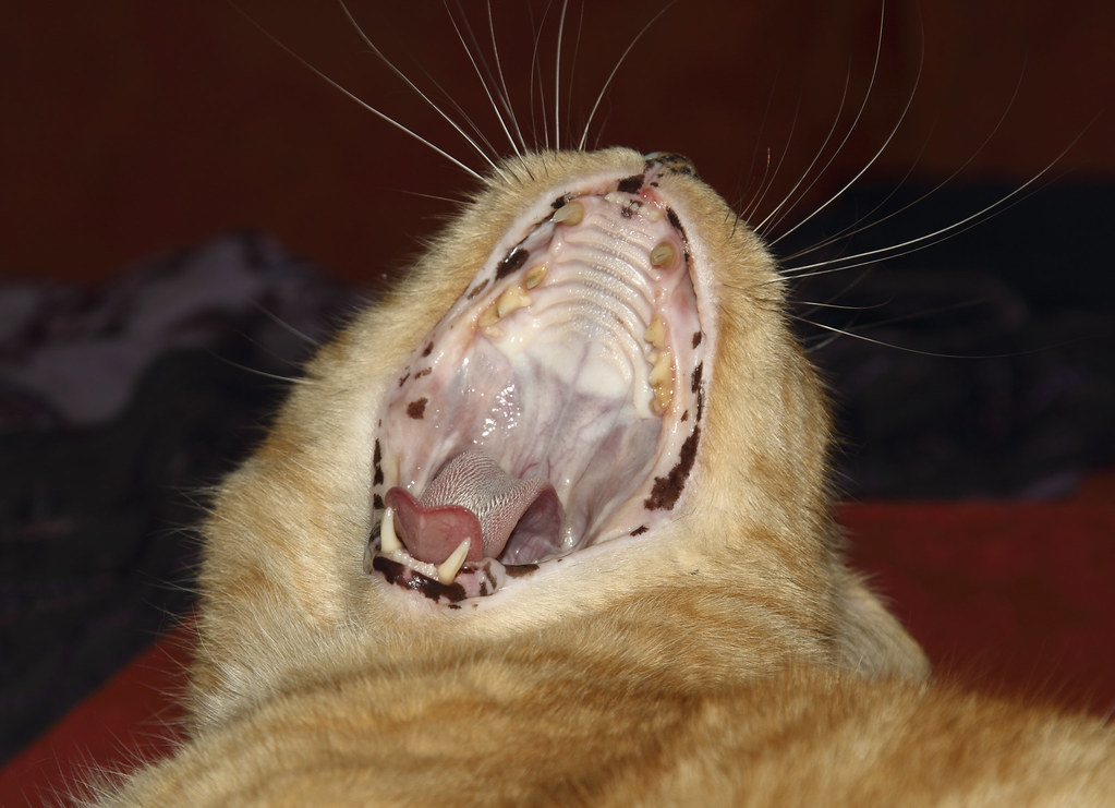 Cat Yawn the inside of cat's mouth looks like something fr… Flickr