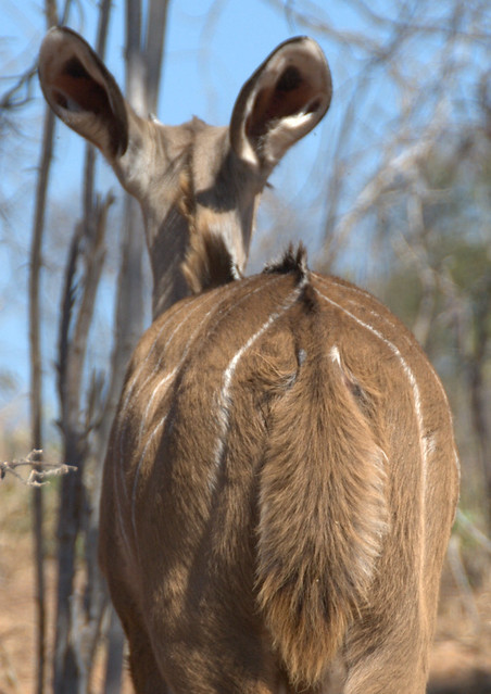 South African Kudu