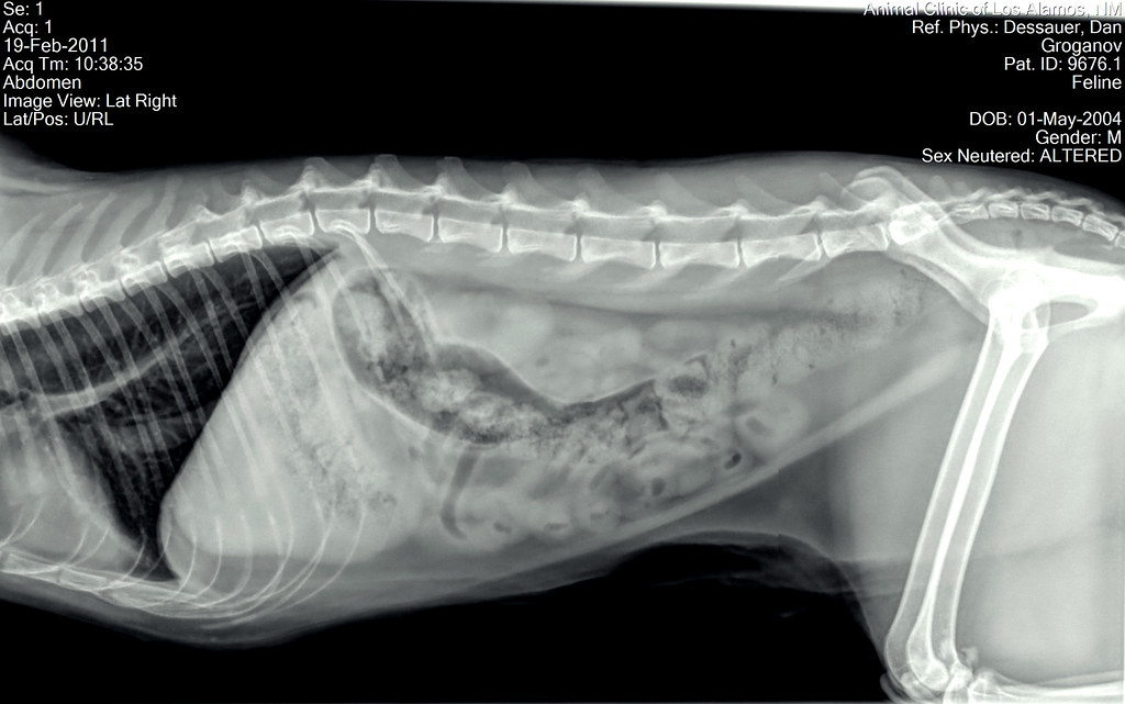 Cat Fart Xray This is an xray of my cat, Groganov. What … Flickr