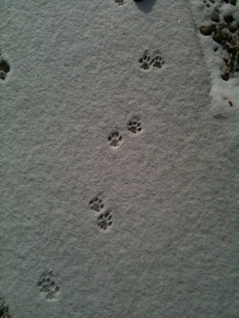 cat tracks in snow iphone pic Sandy Schultz Flickr