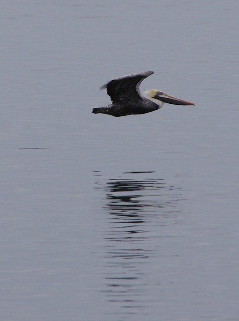 Pelican in flight  at Kiptopeke State Park in Virginia