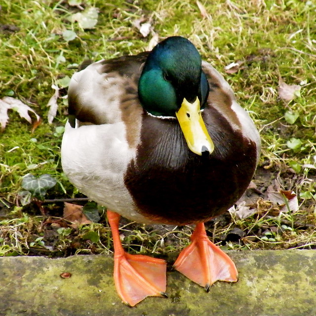 duck-feet-flickr-photo-sharing