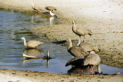 Cape Barren Geese
