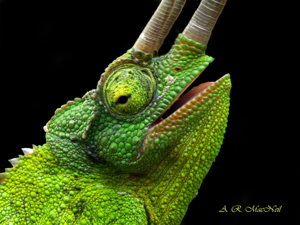 Three-Horned Lizard 1 - Maui, Hawaii | I took this closeup ...