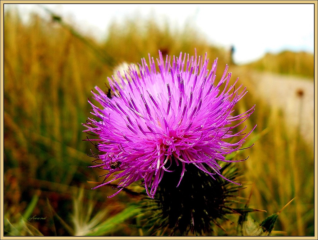 National flower of Scotland, the thistle. | How, you may ask… | Flickr