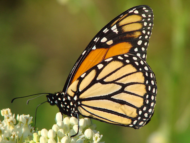 Monarch butterfly