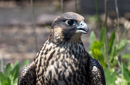 "Waters" the Peregrine Falcon