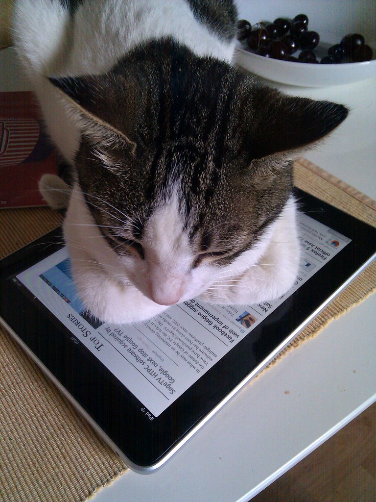 cat lying on iPad