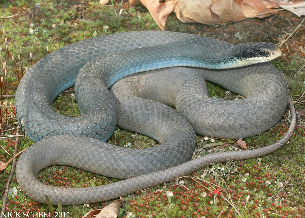 coluber constrictor foxii