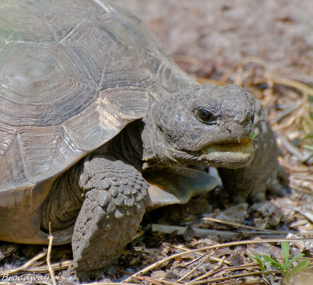 gopher turtle | The gopher tortoise is seen as a keystone sp… | Flickr