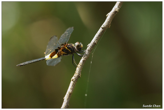 黃紉蜻蜓 Pseudothemis zonata (Burmeister, 1839)