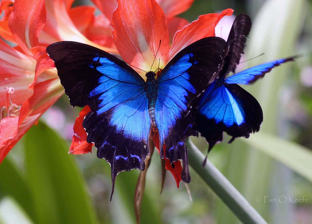 butterflies ulysses breathtaking kupu metamorfosis bukubiruku penjelasan gambarnya