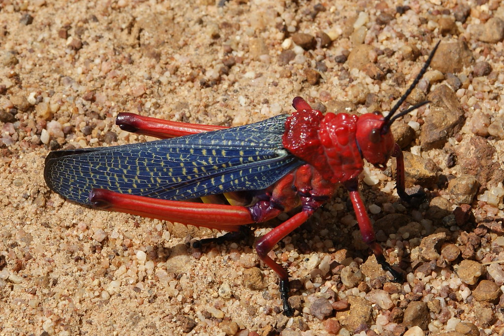 Red Grasshopper (Western Cape South-Africa) - Phymateus mo… | Flickr