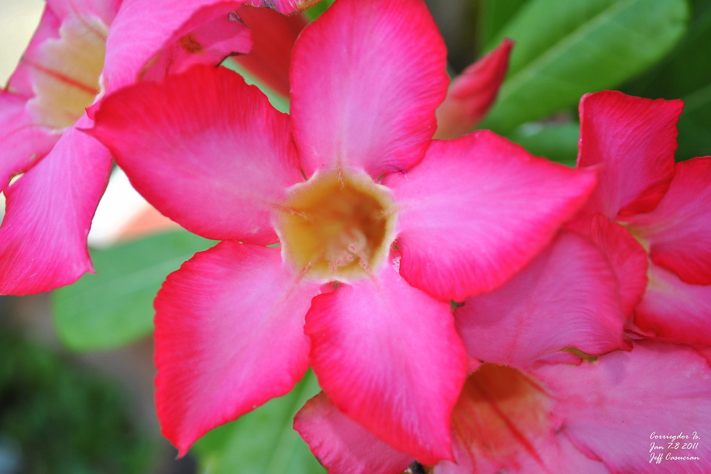 5-petal pink flower | Jeff Casucian | Flickr
