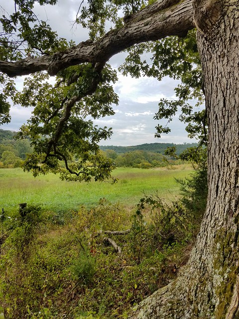 A magnificent oak tree with the Blue Ridge Mountains and Shenandoah Valley behind from Shenandoah River State Park, Virginia