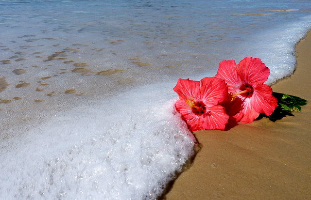 Resultado de imagen de flores en el mar imagenes