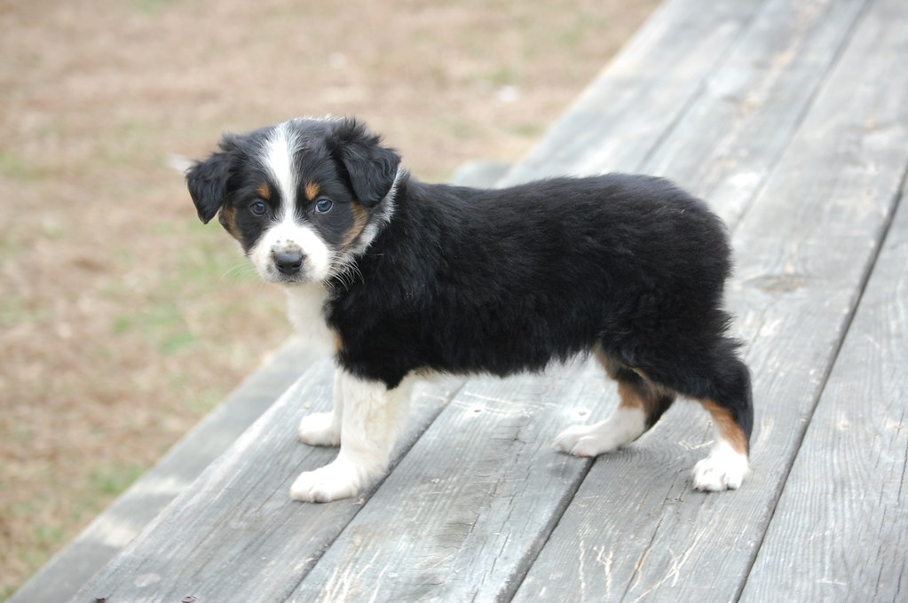 australian-shepherd-australian-shepherds-aussie-morga-flickr