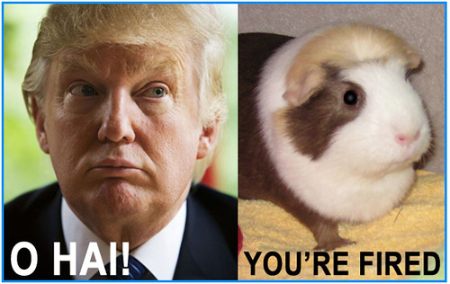 Donald Trump: Guinea Pig Doppelganger