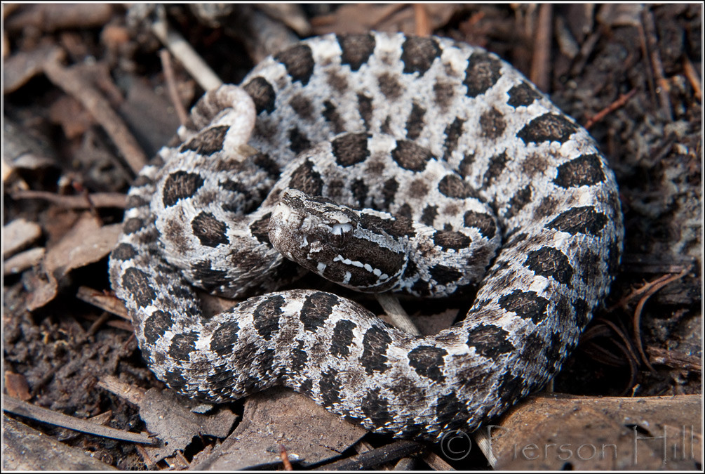 Dusky Pigmy Rattlesnake (Sistrurus miliarius barbouri) | Flickr