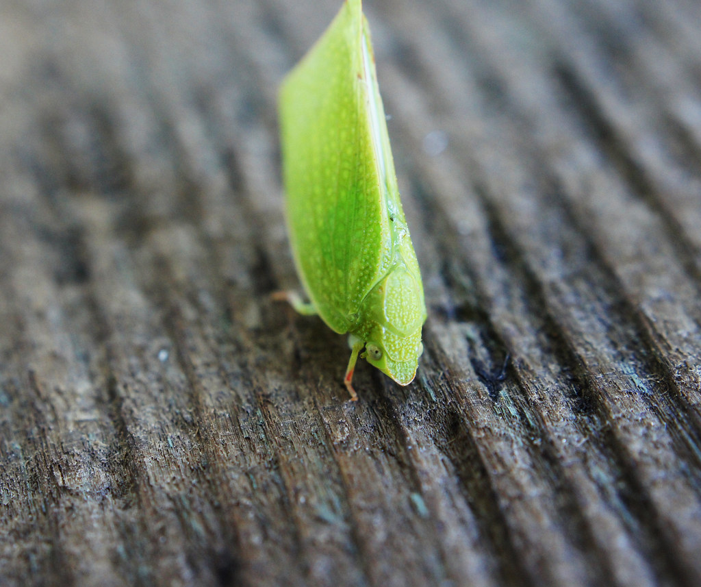 Tiny Green Bug Bruno Badilescu Flickr   5410042325 0ae232beab B 