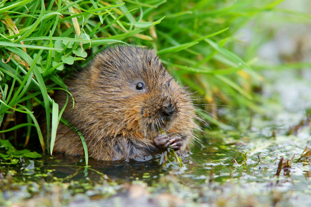 water-vole-seen-at-the-british-wildlife-centre-newchapel-flickr