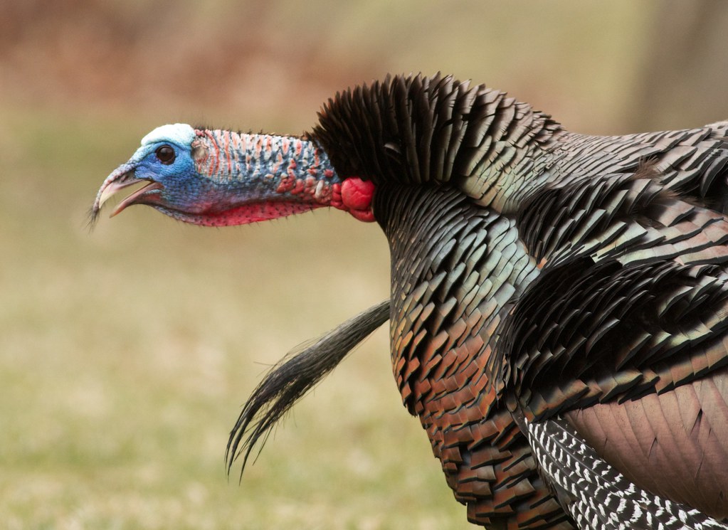 Male Wild Turkey Gobbling Arlene Koziol Flickr