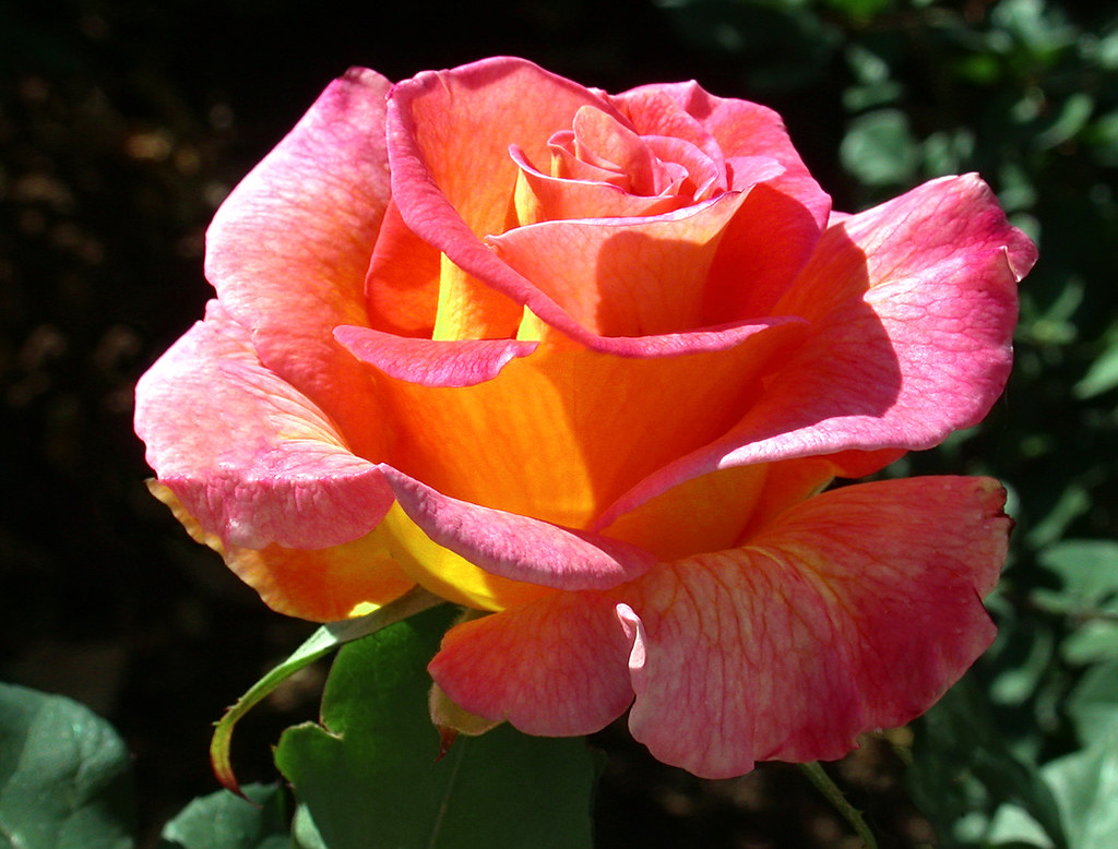 Mardi Gras Rose - C95-4-01-11_4390 | Floribunda rose Mardi ...