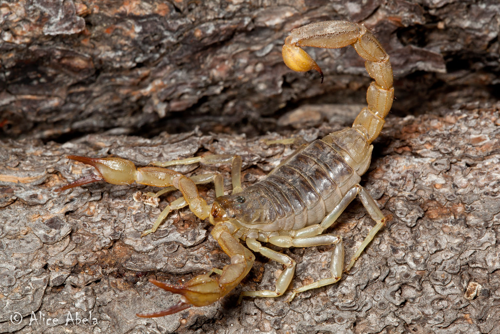 California common scorpion paruroctonus silvestrii flickr